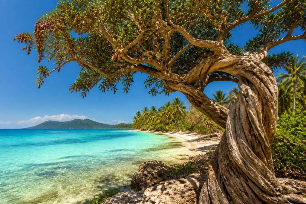 Le tamarin au Belize : bienfaits, utilisations et traditions