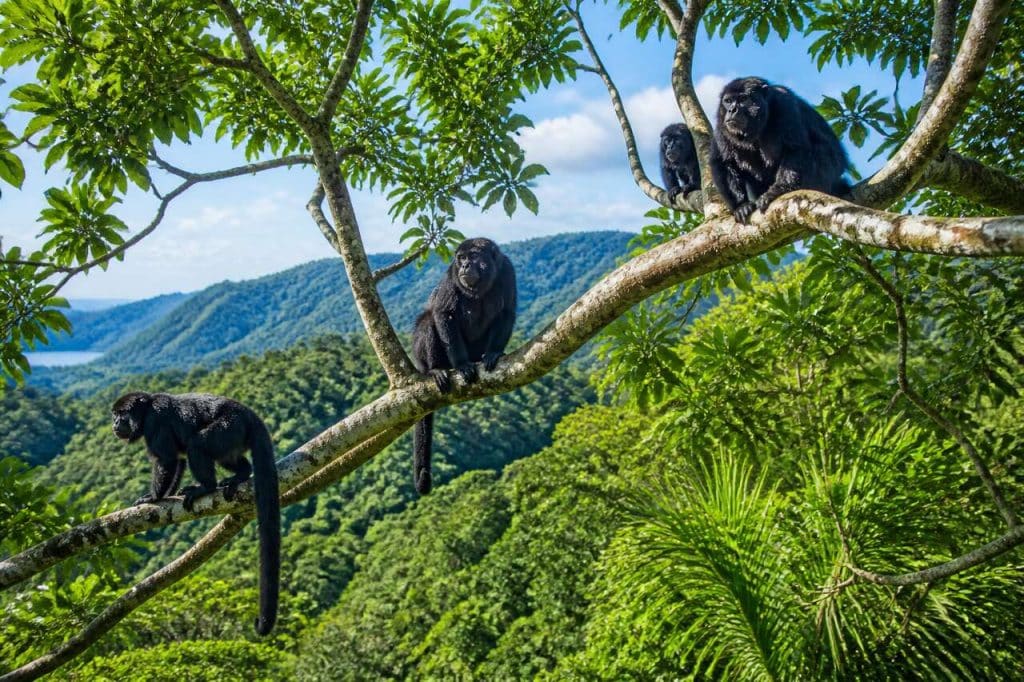 Community baboon sanctuary : sanctuaire des singes hurleurs au Belize